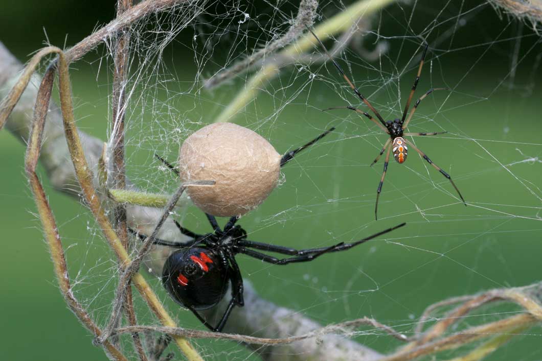 image of spiders in st george utah