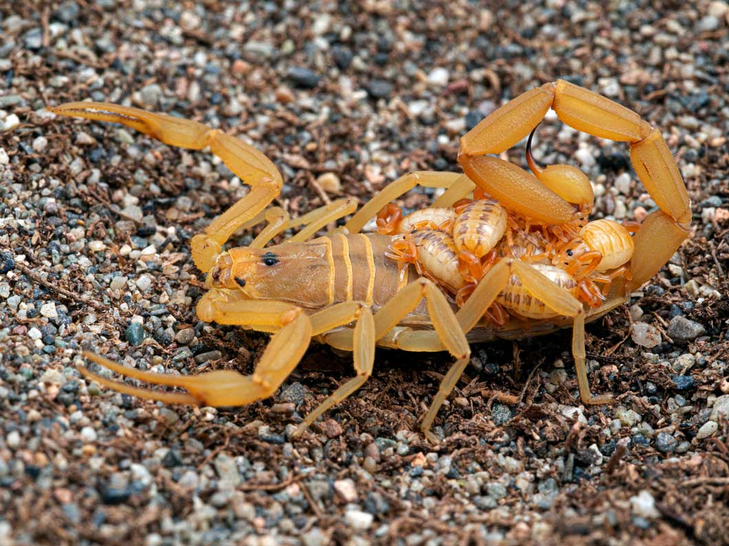 Scorpions in St George Utah causing your grief? We can help!