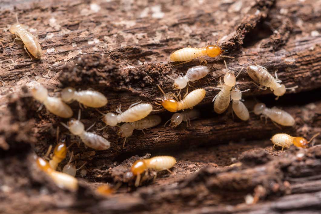 image of termite pest control st george