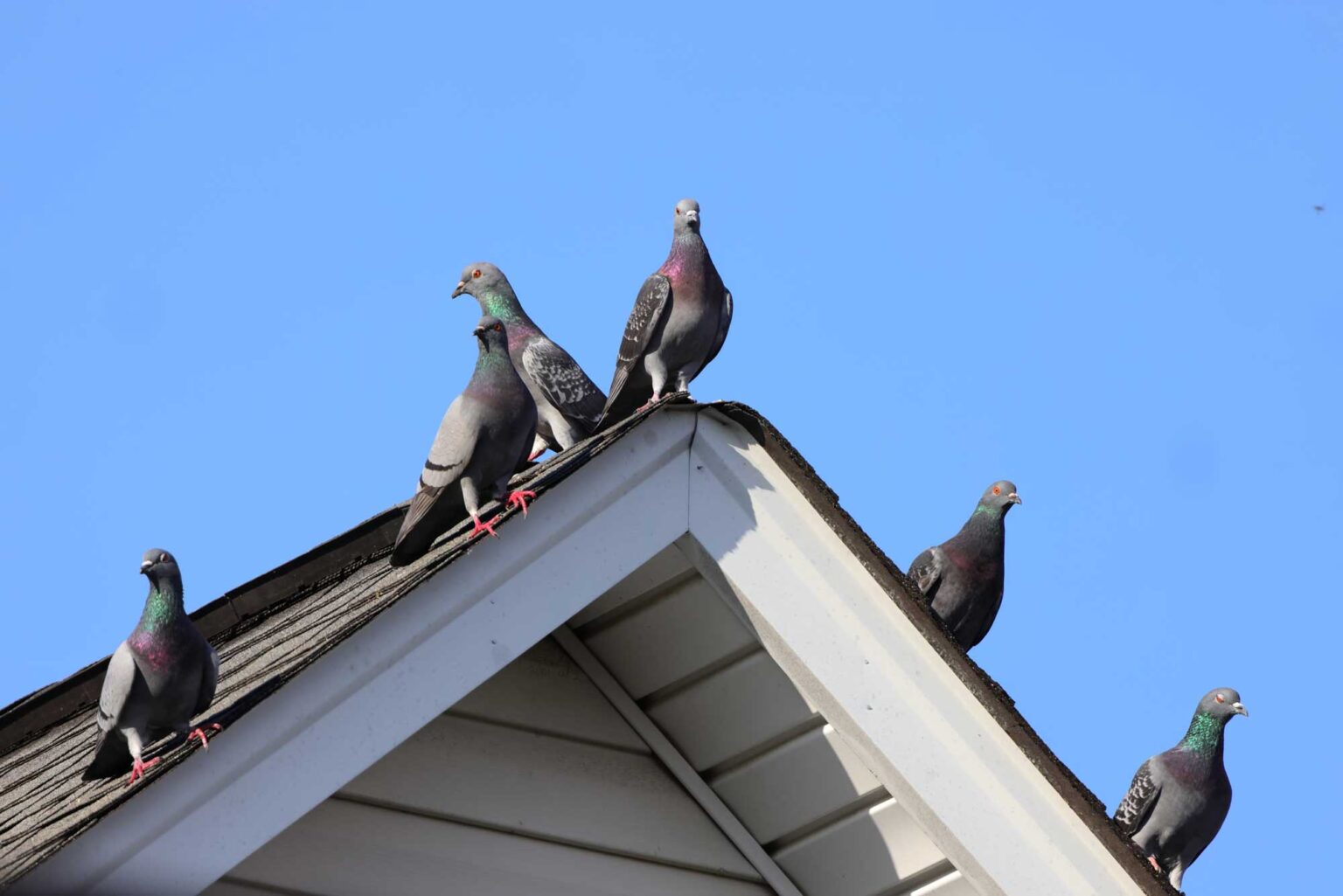 pigeon exterminator st george services